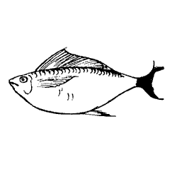 fish